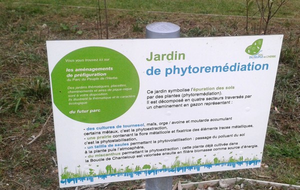 Phytoremediation dépollution